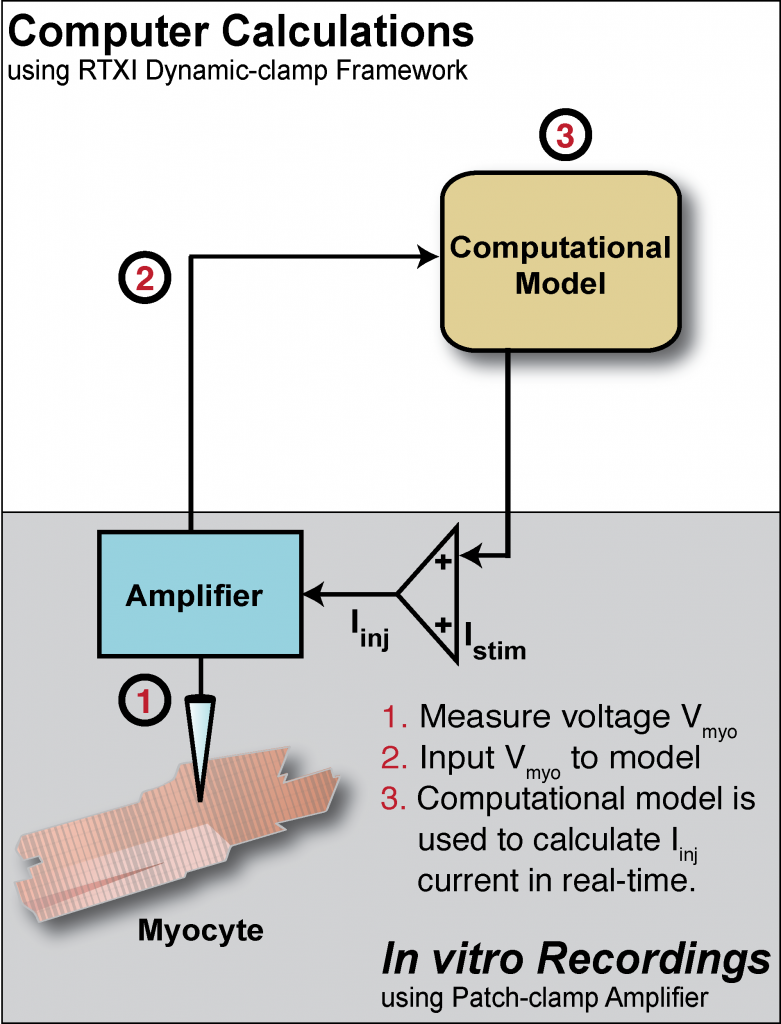 Dynamic_clamp_diagram