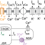 Cellular Modeling