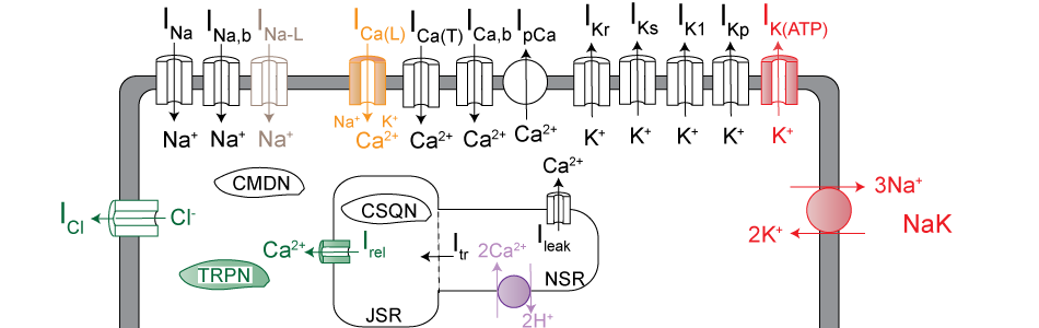 Cellular Modeling